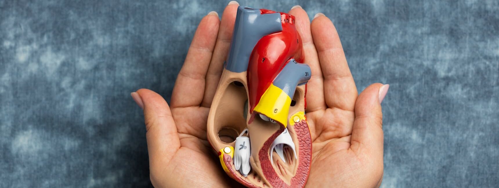 Liver Surgery